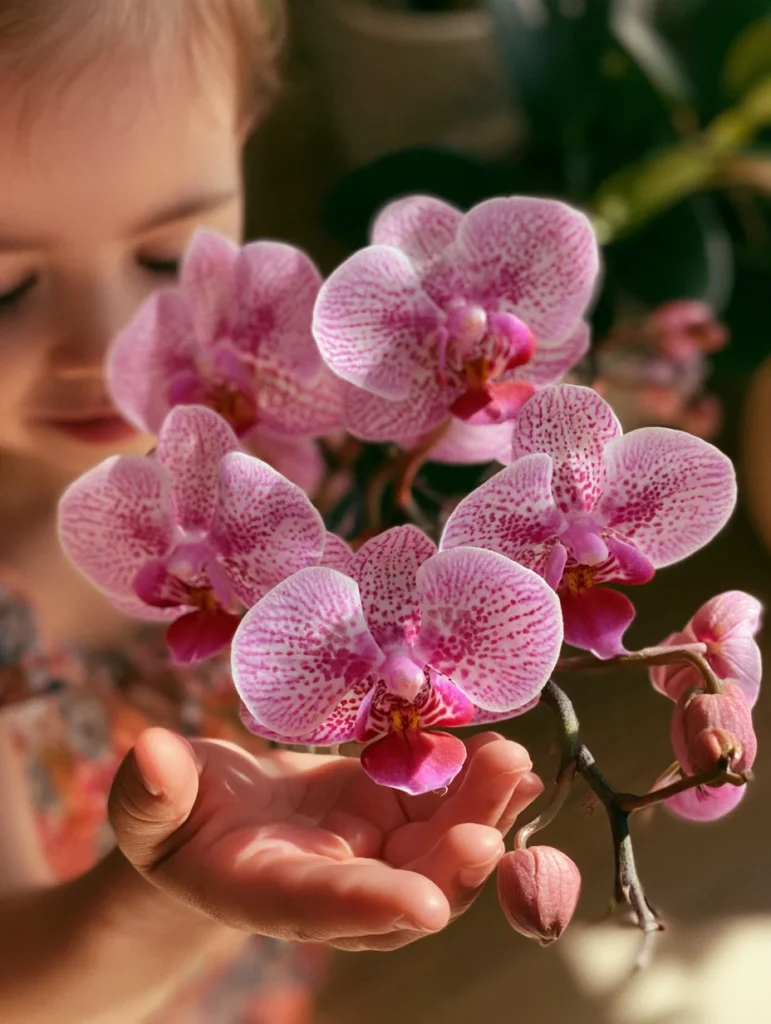 orchids